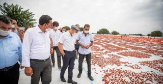Başkan Soyer domates hasadı yaptı