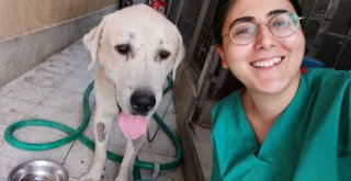 ​Umut kesilen köpeği Büyükşehir veterinerleri hayata döndürdü