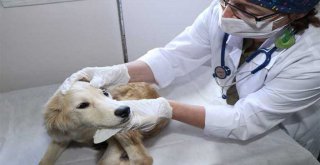 Kocaeli'de 3 bin 341 yaralı sokak hayvanı tedavi edildi