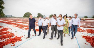 Başkan Soyer domates hasadı yaptı