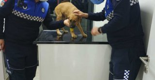 Büyükşehir zabıtasından yavru köpeğe çarpan şoföre ceza