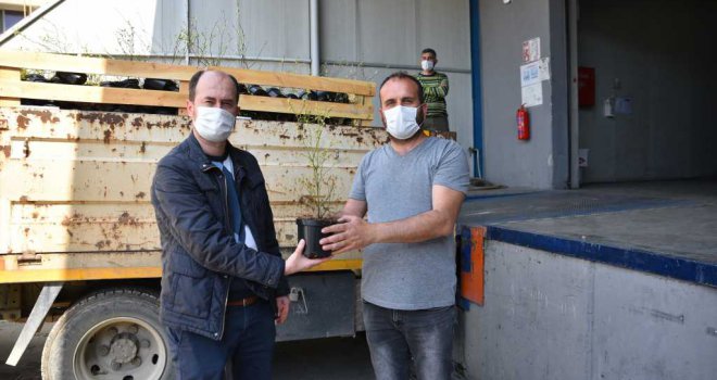 Yaban mersinleri Bursa'da filizleniyor