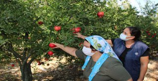 BÜYÜKŞEHİR'DEN DÜNYA KADIN ÇİFTÇİLER GÜNÜ KUTLAMASI