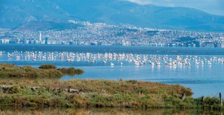 Arıtma suyunun kalitesi Körfez’deki yaşamı da zenginleştiriyor