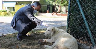 Can dostlarına Büyükşehir şefkati