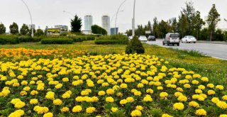 BAŞKENT BÜYÜKŞEHİR'İN YERLİ YAZ ÇİÇEKLERİYLE ŞİMDİ DAHA GÜZEL