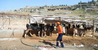 Başkan Beyazgül Vektör İle Mücadele Çalışmalarını Denetledi