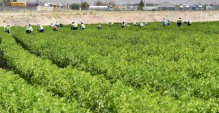 BAŞKAN YAVAŞ SULU TARIM PROJESİ İÇİN ÇİFTÇİLERLE BULUŞTU