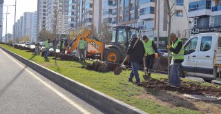 Büyükşehir 220 günde 5 bin ağaç dikti