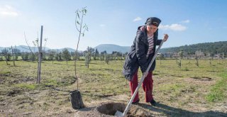 2020 yılında 363 bin meyve fidanı dağıtıldı