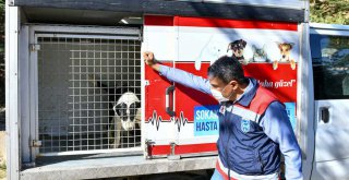 BÜYÜKŞEHİR'DEN PATİPARK'A LOJİSTİK DESTEK