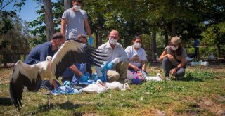 Doğal Yaşam Parkı'nda tedavi edilen leylekler doğaya bırakıldı