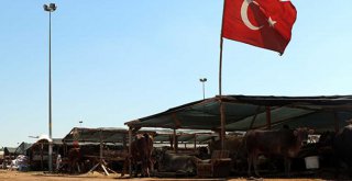 KURBAN SATIŞ YERLERİ İLAÇLANIYOR