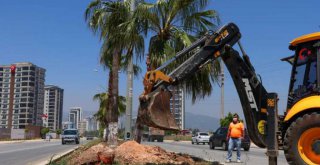 Bisiklet Yolu Proje Alanındaki Palmiyeler Taşınıyor