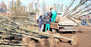 Büyükşehir 220 günde 5 bin ağaç dikti