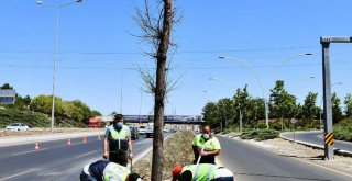 BAŞKENT'TE BETON ÜZERİNE AGAÇ DİKMİŞLER