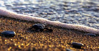 CARETTA CARETTA YAVRULARI DENİZLE BULUŞTU