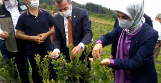 Toprak Büyükşehir'le bereketleniyor