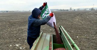 BÜYÜKŞEHİR ÇİFTÇİLERİN YANINDA: 25 İLÇEDE TOHUM DESTEĞİ