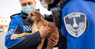 ​Aracın çarptığı yavru köpeği zabıta sahiplendi