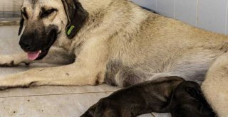 Büyükşehir'e Son 7 Ayda 1580 Kedi Ve Köpek Yaralanma İhbarı Ulaştı