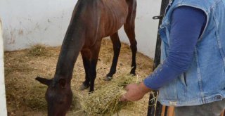 Ölüme Terk Edilen Atlar, Tarsus Doğa Parkı'nda Hayata Tutundu