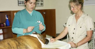 BUÜ Hayvan Hastanesi hizmet saatlerine virüs düzenlemesi