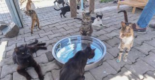 BÜYÜKŞEHİR'DEN YENİ BARINAK MÜJDESİ