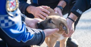 ​Aracın çarptığı yavru köpeği zabıta sahiplendi