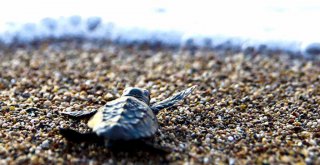 CARETTA CARETTA YAVRULARI DENİZLE BULUŞTU