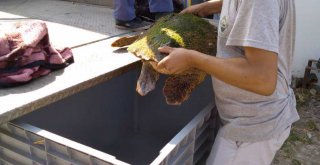 ​İzmir Körfezi’nde kıyıya vuran caretta caretta kurtarıldı