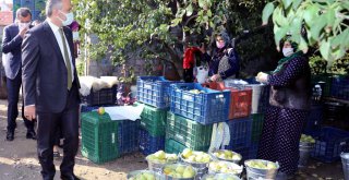 Armut bahçelerinde hasat bereketi