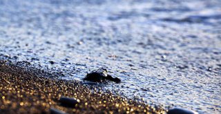 CARETTA CARETTA YAVRULARI DENİZLE BULUŞTU
