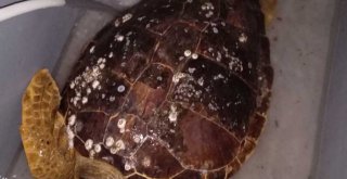 Körfez'de bulunan caretta ceratta DEKAMER'e gönderildi