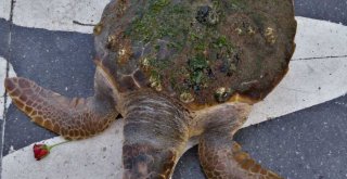 ​İzmir Körfezi’nde kıyıya vuran caretta caretta kurtarıldı