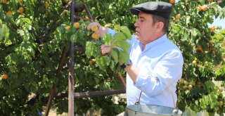 KORKUTELİ'DE KADIN ÜRETİCİLERİN SİYEZ HASADI MUTLULUĞU