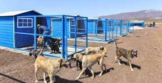 BÜYÜKŞEHİR'DEN PATİPARK'A LOJİSTİK DESTEK