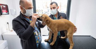 ​Aracın çarptığı yavru köpeği zabıta sahiplendi