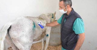 Ölüme Terk Edilen Atlar, Tarsus Doğa Parkı'nda Hayata Tutundu