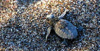 CARETTA CARETTA YAVRULARI DENİZLE BULUŞTU