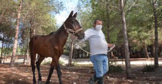 Ölüme Terk Edilen Atlar, Tarsus Doğa Parkı'nda Hayata Tutundu