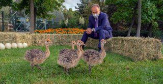 Hayvanat Bahçesi yeni üyelerle büyüyor