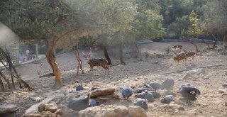 Hayvanat Bahçesi'ne ziyaretçi akını