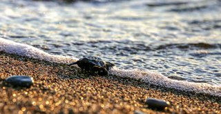 CARETTA CARETTA YAVRULARI DENİZLE BULUŞTU