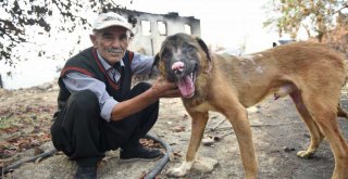 Büyükşehir veterinerleri Minnoş'u iyileştirdi