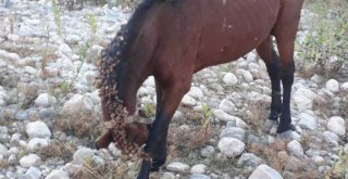 Ölüme Terk Edilen Atlar, Tarsus Doğa Parkı'nda Hayata Tutundu