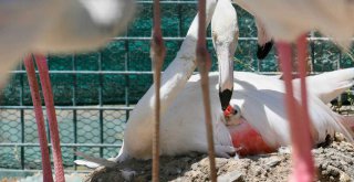 DÜNYANIN EN GÜZEL YAVRULARI BAŞKENT'TE DÜNYAYA GÖZLERİNİ AÇTI