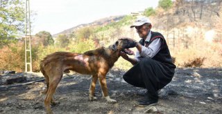 Büyükşehir veterinerleri Minnoş'u iyileştirdi