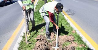 BAŞKENT'TE BETON ÜZERİNE AGAÇ DİKMİŞLER