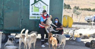 BÜYÜKŞEHİR CAN DOSTLARA DESTEK OLMAYA DEVAM EDİYOR